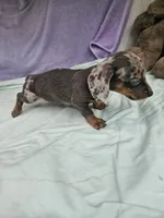 Dime, a female Miniature Dachshund for sale in Raleigh, NC – 3 of 6