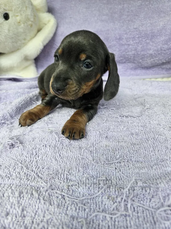 Boo – Miniature Dachshund puppy for sale in Raleigh, NC
