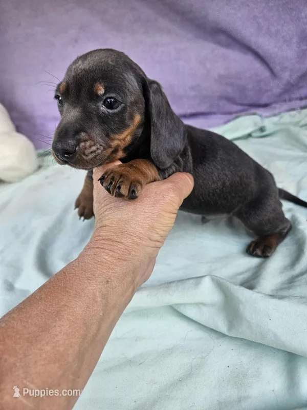 Boo – Miniature Dachshund puppy for sale in Raleigh, NC