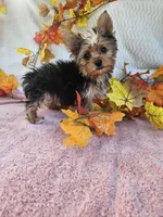 Sofia, a female Yorkshire Terrier for sale in Raleigh, NC – 7 of 7