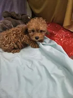 Pip, a male Poodle - Toy  for sale in Raleigh, NC – 2 of 8