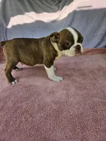 Flash  AKC, a male Boston Terrier for sale in Raleigh, NC – 3 of 5
