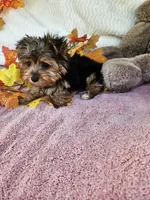 Benny baby, a male Yorkshire Terrier for sale in Raleigh, NC – 4 of 7