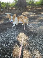 Pup, a male Pembroke Welsh Corgi for sale in Raleigh, NC – 6 of 8