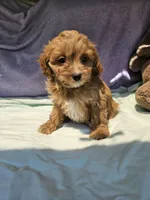 Delight , a female Cavapoo for sale in Raleigh, NC – 2 of 5