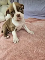Pear, a female Boston Terrier for sale in Raleigh, NC – 5 of 5