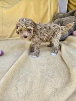 Time, a female Maltipoo and Poodle - Toy  for sale in Raleigh, NC – 7 of 8