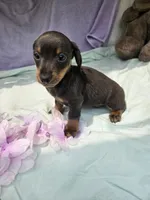 Penny, a male Miniature Dachshund for sale in Raleigh, NC – 4 of 5