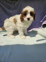 James , a male Cavapoo for sale in Raleigh, NC – 5 of 6