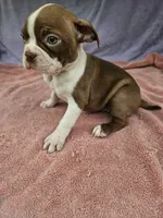 Pear, a female Boston Terrier for sale in Raleigh, NC – 4 of 5