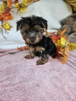 Sammy , a male Yorkshire Terrier for sale in Raleigh, NC – 6 of 7