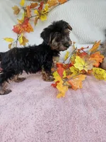 Sammy , a male Yorkshire Terrier for sale in Raleigh, NC – 3 of 7