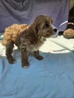 Joshua , a male Cavapoo for sale in Raleigh, NC – 3 of 6