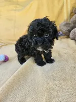 Wish, a female Maltipoo and Poodle - Toy  for sale in Raleigh, NC – 2 of 6