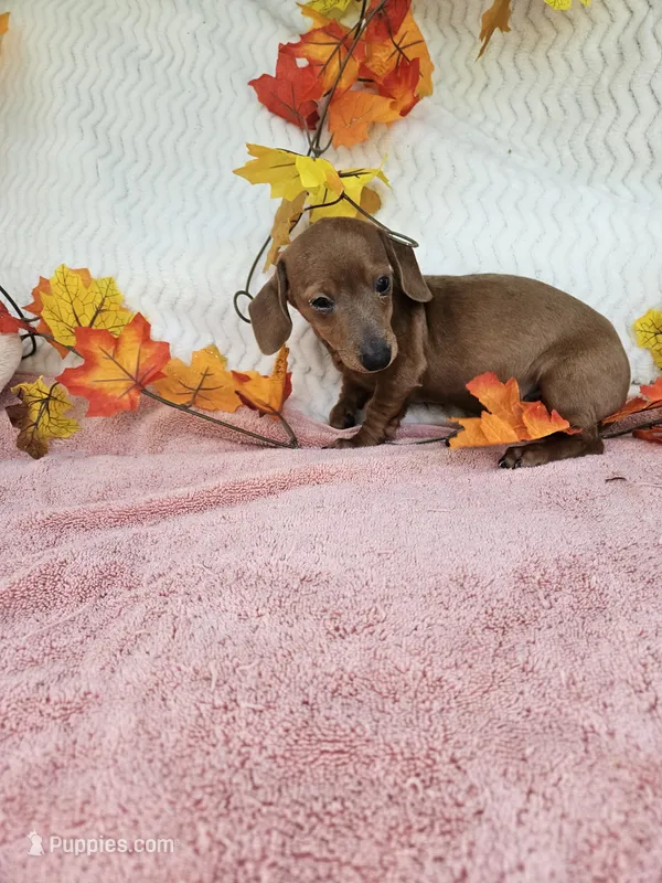 Daisy  – Miniature Dachshund puppy for sale in Raleigh, NC
