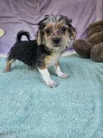 Tony, a male Morkie for sale in Raleigh, NC – 4 of 5