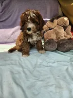Carnation, a female Cavapoo for sale in Raleigh, NC – 3 of 5
