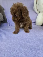 Red, a male Poodle - Toy  for sale in Raleigh, NC – Photo 2 of 6