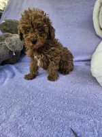 Red, a male Poodle - Toy  for sale in Raleigh, NC – Photo 4 of 6