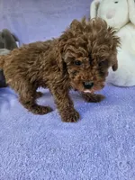 Red, a male Poodle - Toy  for sale in Raleigh, NC – Photo 6 of 6