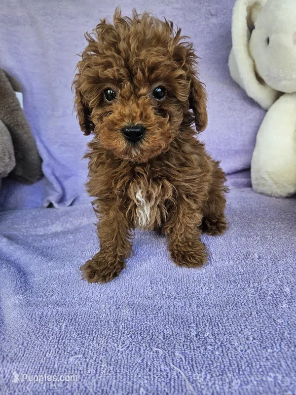 Red – Poodle - Toy  puppy for sale in Raleigh, NC