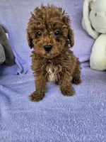 Red, a male Poodle - Toy  for sale in Raleigh, NC – Photo 1 of 6