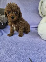 Red, a male Poodle - Toy  for sale in Raleigh, NC – Photo 5 of 6