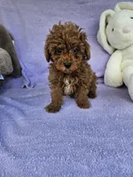 Red, a male Poodle - Toy  for sale in Raleigh, NC – Photo 3 of 6