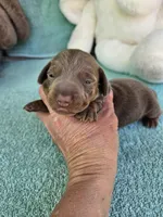 Pip, a male Miniature Dachshund for sale in Raleigh, NC – Photo 4 of 7