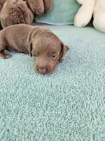 Pip, a male Miniature Dachshund for sale in Raleigh, NC – Photo 3 of 7