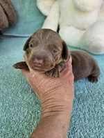 Pip, a male Miniature Dachshund for sale in Raleigh, NC – Photo 5 of 7