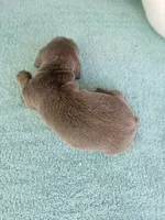 Pip, a male Miniature Dachshund for sale in Raleigh, NC – Photo 2 of 7