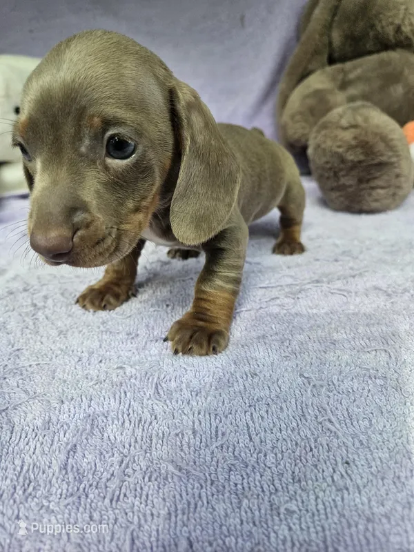 Pip – Miniature Dachshund puppy for sale in Raleigh, NC