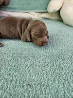 Pip, a male Miniature Dachshund for sale in Raleigh, NC – Photo 7 of 7