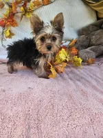 Sofia, a female Yorkshire Terrier for sale in Raleigh, NC – 3 of 7