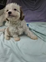 Spot, a male Cavapoo for sale in Raleigh, NC – 3 of 6
