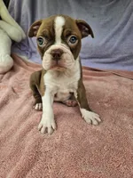 Grapes, a female Boston Terrier for sale in Raleigh, NC – 3 of 5