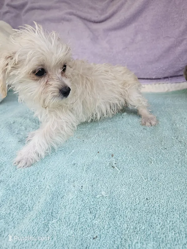 Pam – Morkie puppy for sale in Raleigh, NC