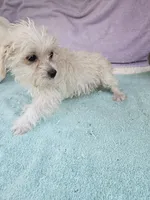 Pam, a female Morkie for sale in Raleigh, NC – 1 of 5