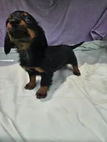 Quarter , a female Miniature Dachshund for sale in Raleigh, NC – 5 of 6