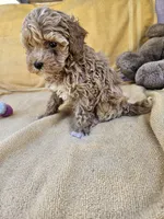 Time, a female Maltipoo and Poodle - Toy  for sale in Raleigh, NC – 8 of 8