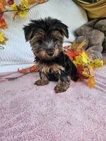 Sammy , a male Yorkshire Terrier for sale in Raleigh, NC – 2 of 7