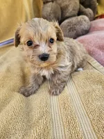 Stone, a male Maltipoo for sale in Raleigh, NC – 5 of 8