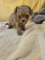Wheeler, a male Maltipoo and Poodle - Toy  for sale in Raleigh, NC – 5 of 7