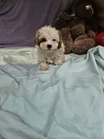 Spot, a male Cavapoo for sale in Raleigh, NC – 6 of 6