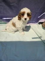 James , a male Cavapoo for sale in Raleigh, NC – 1 of 6