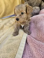 Thumper , a male Maltipoo for sale in Raleigh, NC – 8 of 8