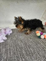 Sally , a female Yorkshire Terrier for sale in Raleigh, NC – Photo 2 of 5