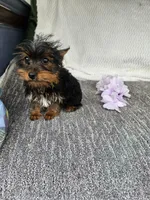 Sally , a female Yorkshire Terrier for sale in Raleigh, NC – Photo 1 of 5