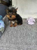 Sally , a female Yorkshire Terrier for sale in Raleigh, NC – Photo 3 of 5